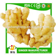 2014 nouvelle génération de gingembre frais 10kg / ctn origine Linyi